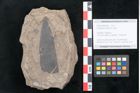 Foto (Objekt + Etikett) von Eucalyptus oceanica Unger (NHMW-GEO-2024-0188-8036)
